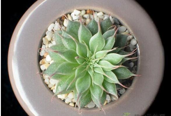 银星多肉图片大全(老桩) 银星多肉特点与简介