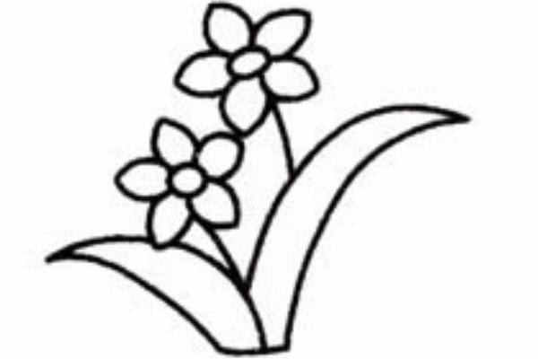 水仙花简笔画怎么画(图解步骤) 水仙花怎么折