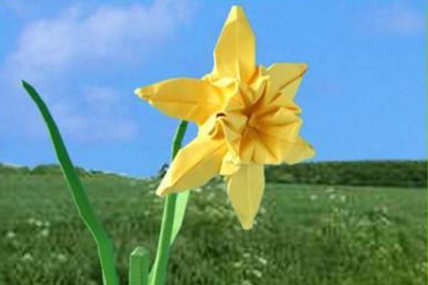 水仙花简笔画怎么画(图解步骤) 水仙花怎么折