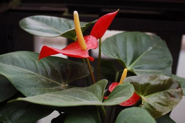 红掌可以放在卧室养吗 红掌的作用