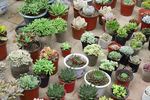 常见的多肉植物怎么种 家庭盆栽多肉养殖方法与注意事项