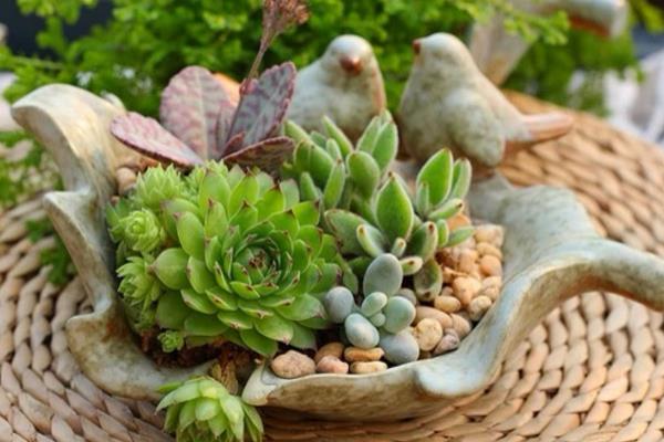 常见的多肉植物怎么种 家庭盆栽多肉养殖方法与注意事项
