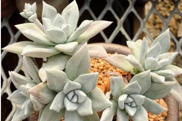 多肉为什么叫多肉(名字来源) 多肉植物有毒吗