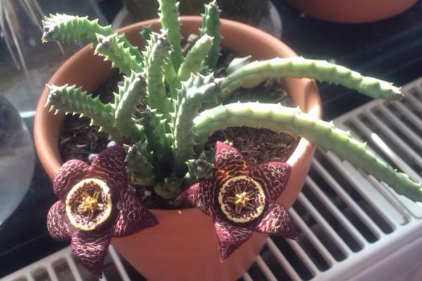 多肉为什么叫多肉(名字来源) 多肉植物有毒吗