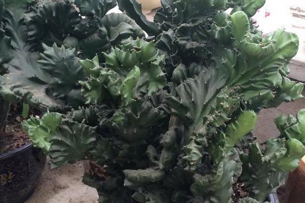 多肉为什么叫多肉(名字来源) 多肉植物有毒吗