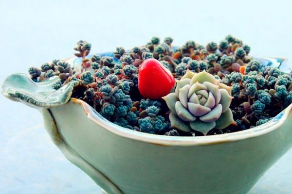 多肉为什么叫多肉(名字来源) 多肉植物有毒吗