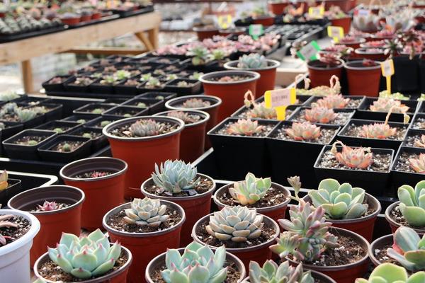 多肉为什么叫多肉(名字来源) 多肉植物有毒吗