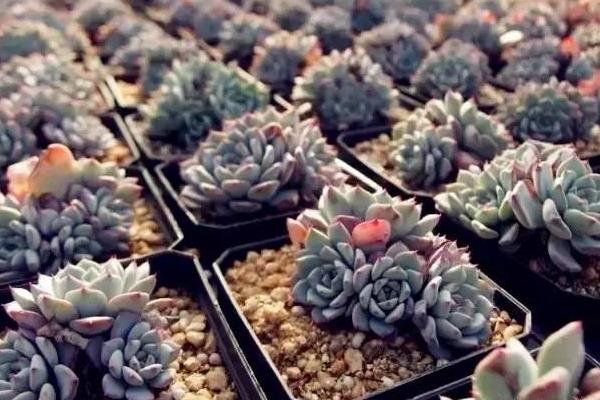 多肉为什么叫多肉(名字来源) 多肉植物有毒吗