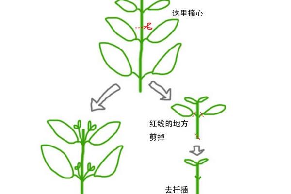 矮牵牛什么时候打顶 矮牵牛摘心方法（图解）