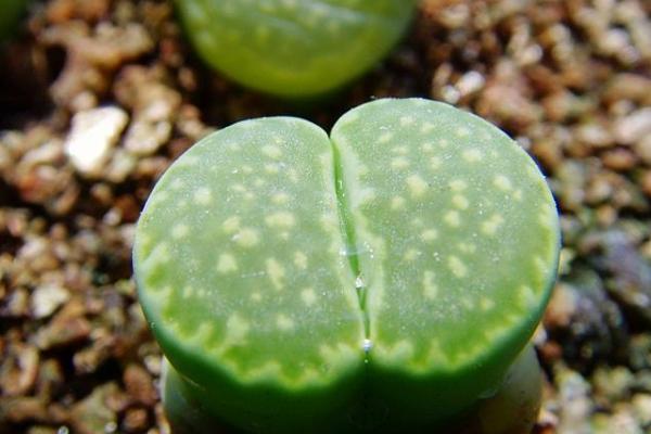 生石花图片大全 生石花品种有哪些