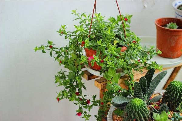 牡丹吊兰怎么修剪（图解） 牡丹吊兰叶子发软发黄的原因及解决办法