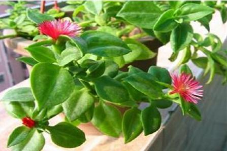 牡丹吊兰怎么修剪(图解) 牡丹吊兰叶子发软发黄的原因及解决办法