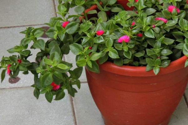 牡丹吊兰怎么修剪(图解) 牡丹吊兰叶子发软发黄的原因及解决办法