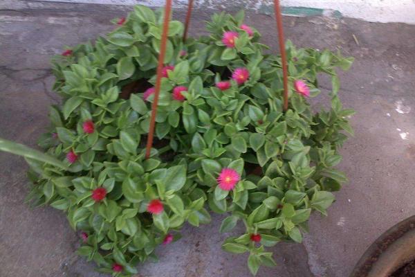 牡丹吊兰怎么修剪(图解) 牡丹吊兰叶子发软发黄的原因及解决办法