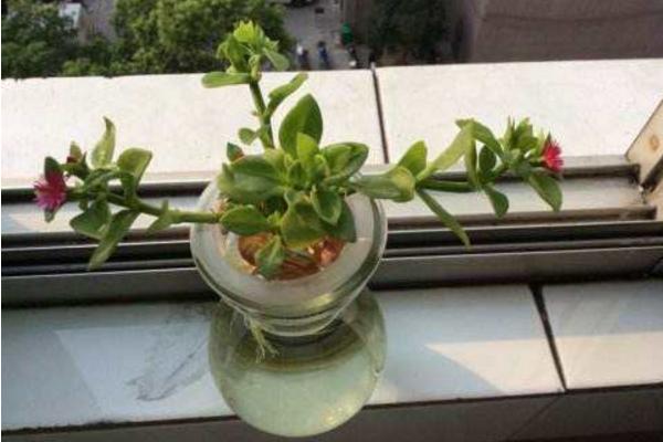 牡丹吊兰怎么修剪(图解) 牡丹吊兰叶子发软发黄的原因及解决办法