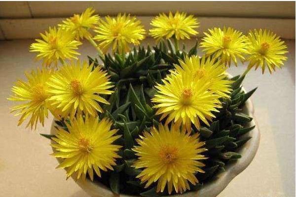 照波多肉怎么养 多肉植物照波养殖方法与注意事项