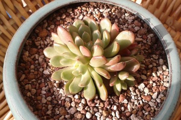 多肉为什么很容易掉叶子 多肉叶子一碰就掉的原因及解决办法