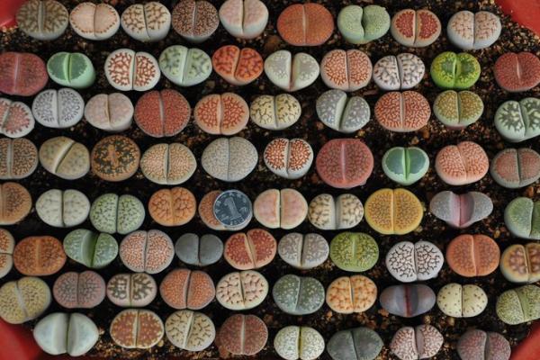 生石花怎么养 生石花养殖方法与注意事项