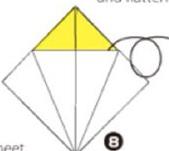 蝴蝶花怎么折(图解步骤) 蝴蝶花的特点