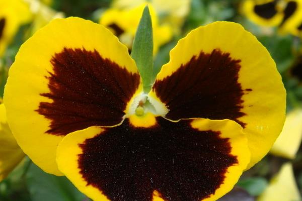 蝴蝶花怎么折(图解步骤) 蝴蝶花的特点