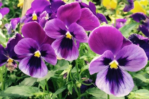 蝴蝶花怎么折(图解步骤) 蝴蝶花的特点