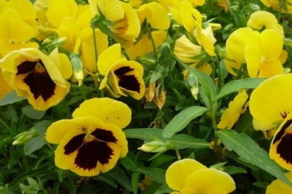 蝴蝶花怎么折(图解步骤) 蝴蝶花的特点