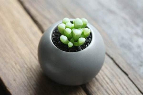 五十铃玉市场价格多少钱一盆