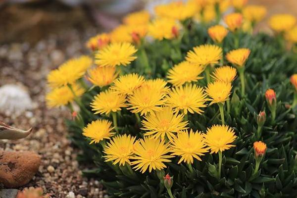 照波多肉怎么养 多肉植物照波养殖方法与注意事项