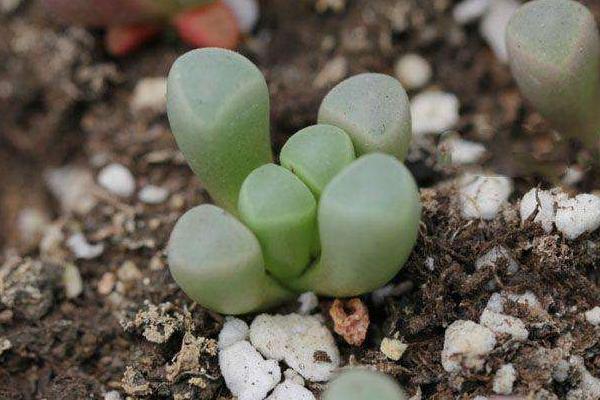 五十铃玉图片大全 五十铃玉特点与简介