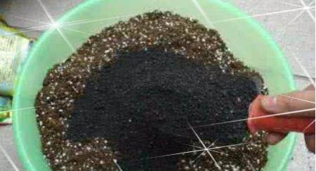 矮牵牛花图片大全 矮牵牛扦插方法(图解)