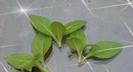 矮牵牛花图片大全 矮牵牛扦插方法(图解)