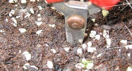 矮牵牛花图片大全 矮牵牛扦插方法(图解)