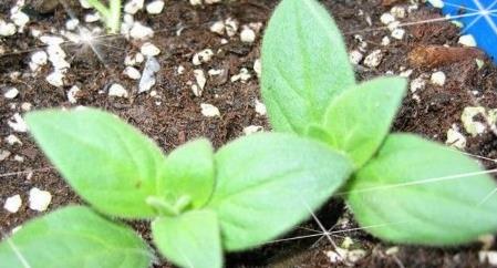 矮牵牛花图片大全 矮牵牛扦插方法(图解)