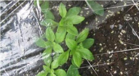 矮牵牛花图片大全 矮牵牛扦插方法(图解)