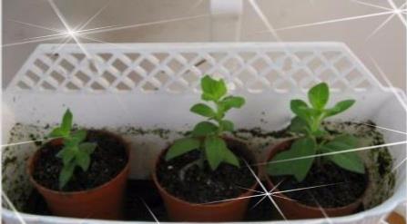 矮牵牛花图片大全 矮牵牛扦插方法(图解)