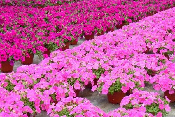 矮牵牛花图片大全 矮牵牛扦插方法(图解)