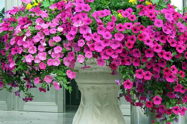 矮牵牛花图片大全 矮牵牛扦插方法(图解)