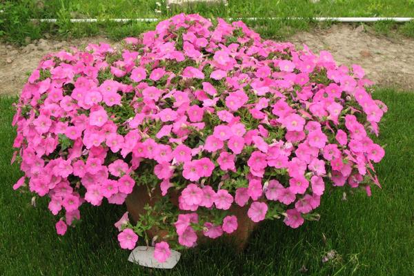 矮牵牛花图片大全 矮牵牛扦插方法(图解)