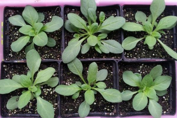 矮牵牛种子多久能发芽(需要几天) 重瓣矮牵牛的种植方法