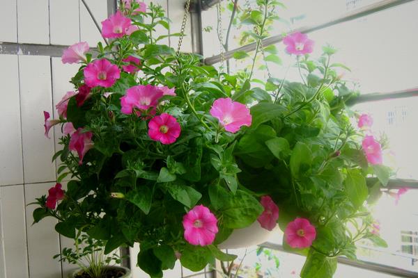 矮牵牛花图片大全 矮牵牛扦插方法(图解)