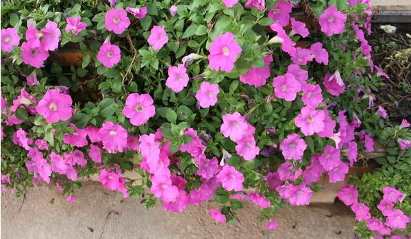 矮牵牛花图片大全 矮牵牛扦插方法(图解)