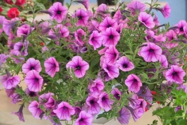 矮牵牛种子多久能发芽(需要几天) 重瓣矮牵牛的种植方法