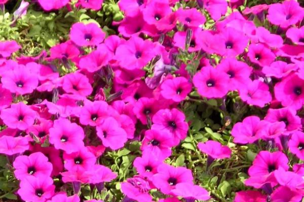 矮牵牛种子多久能发芽(需要几天) 重瓣矮牵牛的种植方法