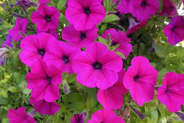 矮牵牛种子多久能发芽(需要几天) 重瓣矮牵牛的种植方法