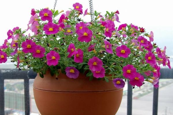 矮牵牛种子多久能发芽(需要几天) 重瓣矮牵牛的种植方法