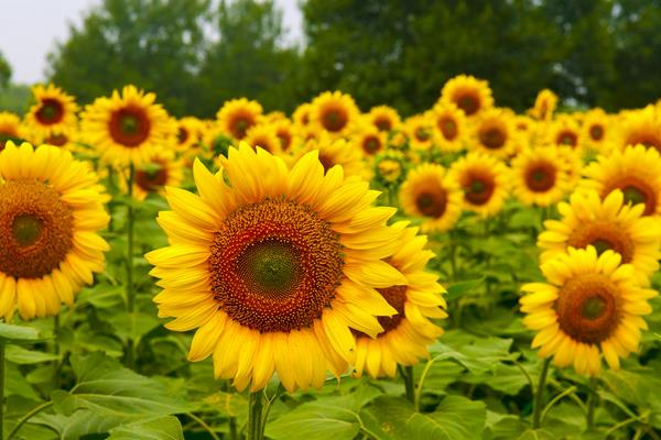 向日葵为什么会朝着太阳 向日葵常见虫害防治方法