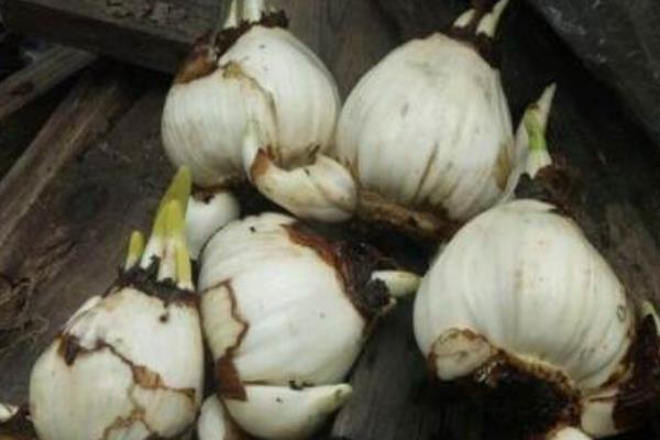 水仙花生长过程(图解) 水仙花什么时候种