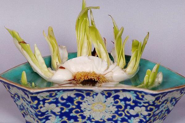 水仙花生长过程(图解) 水仙花什么时候种