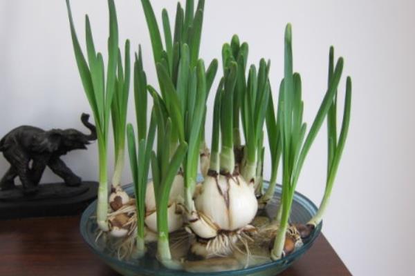 水仙花生长过程(图解) 水仙花什么时候种