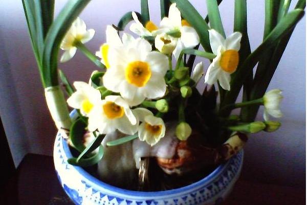 水仙花生长过程(图解) 水仙花什么时候种